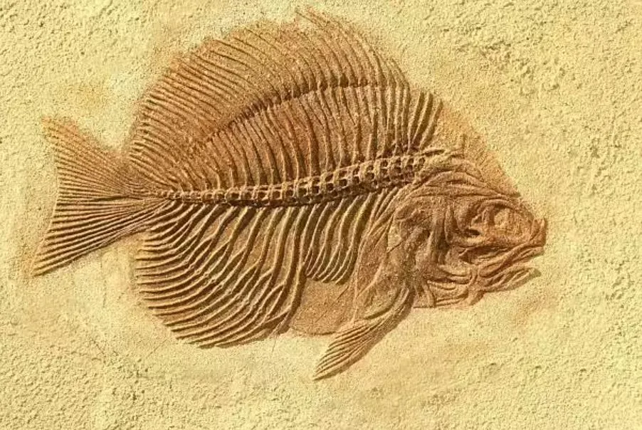 First Indian fossil record of gourami