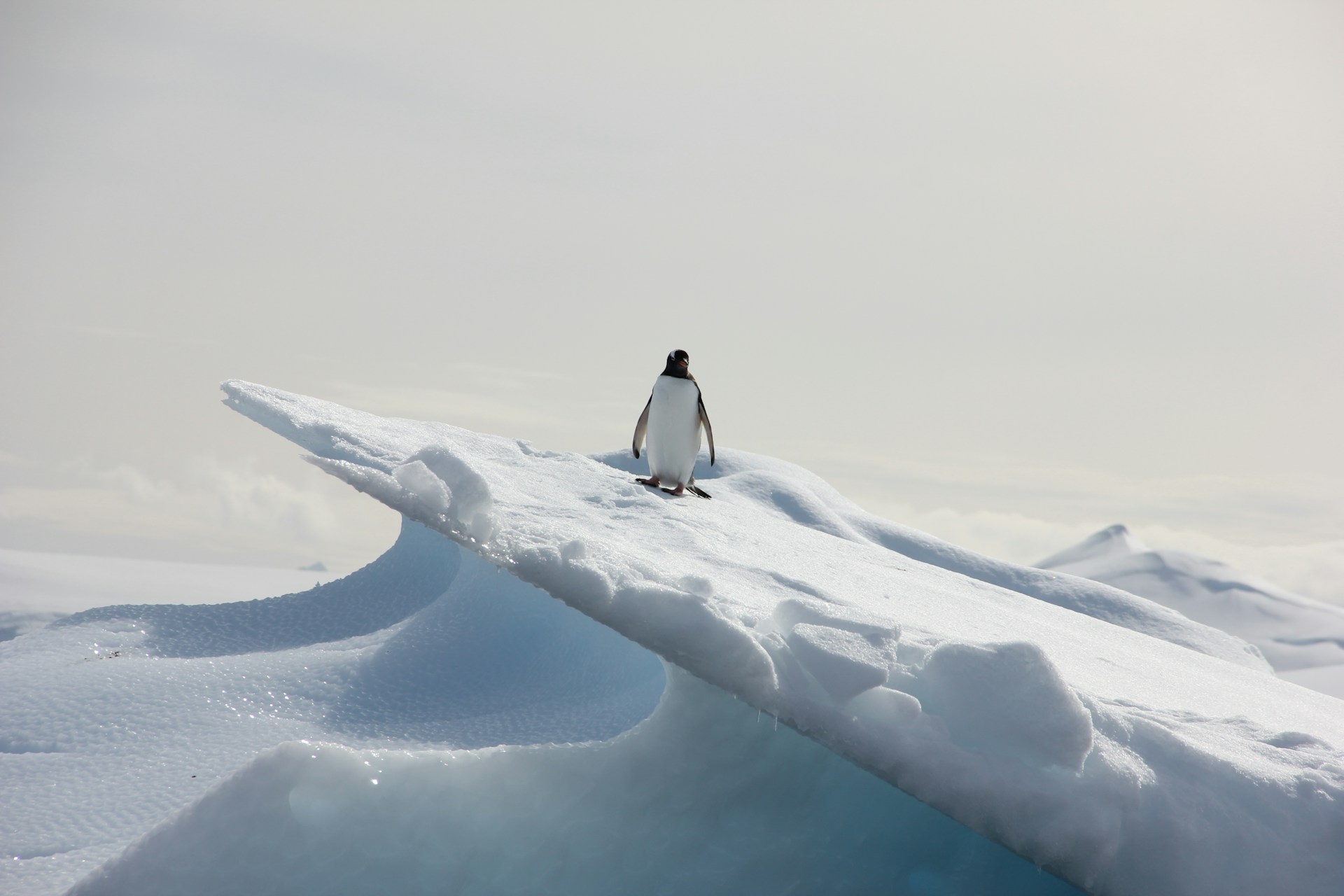 Antarctic Species Status Change