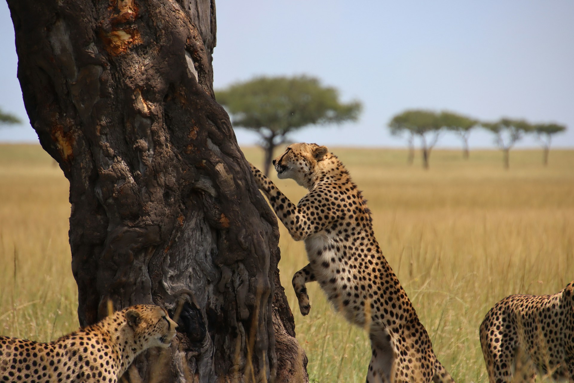 Kuno National Park: Indian-born cheetah KGP-12 births four cubs
