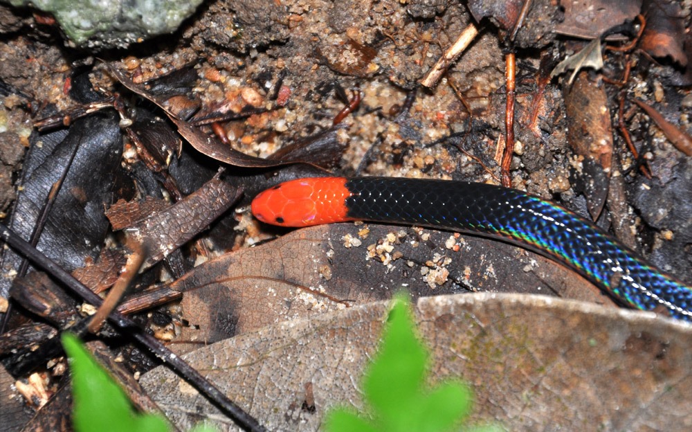 New snake species Calamaria garoensis discovered in West Garo Hills, Meghalaya