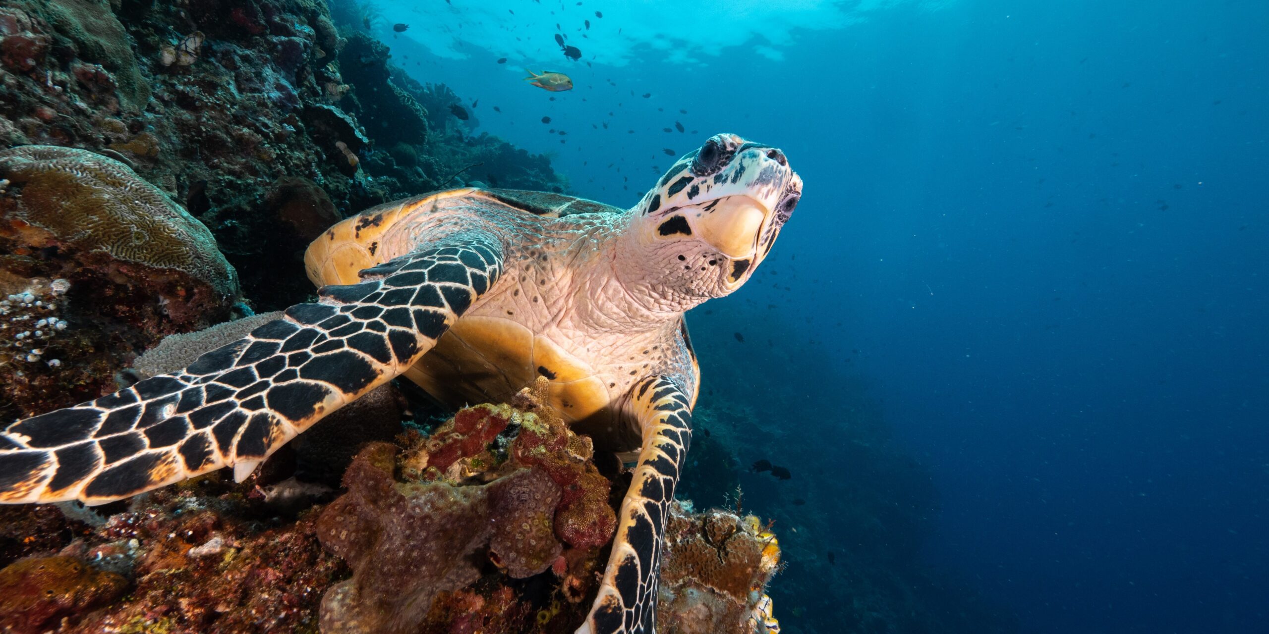 Juvenile Hawksbill Turtle Rehabilitated on Tamil Nadu Coast