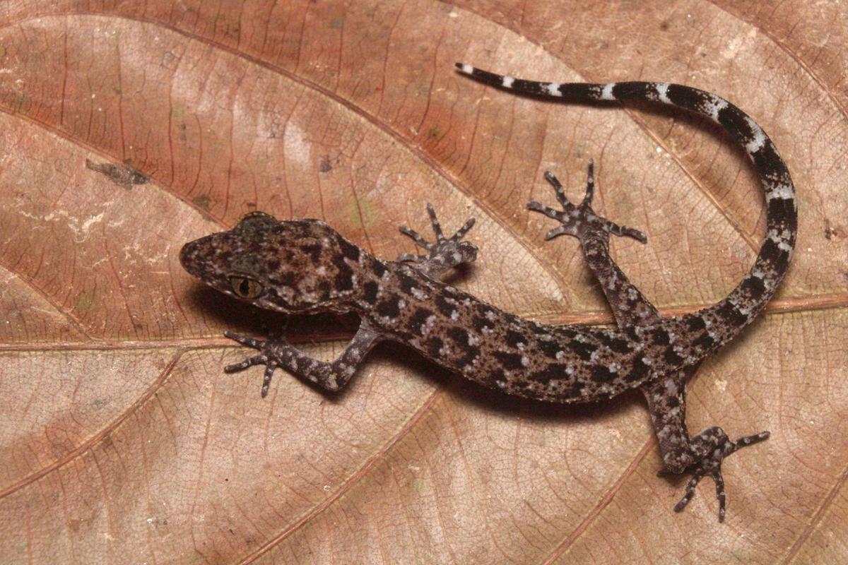 New Bent-Toed Gecko Species Cyrtodactylus jayadityai Discovered in Tripura