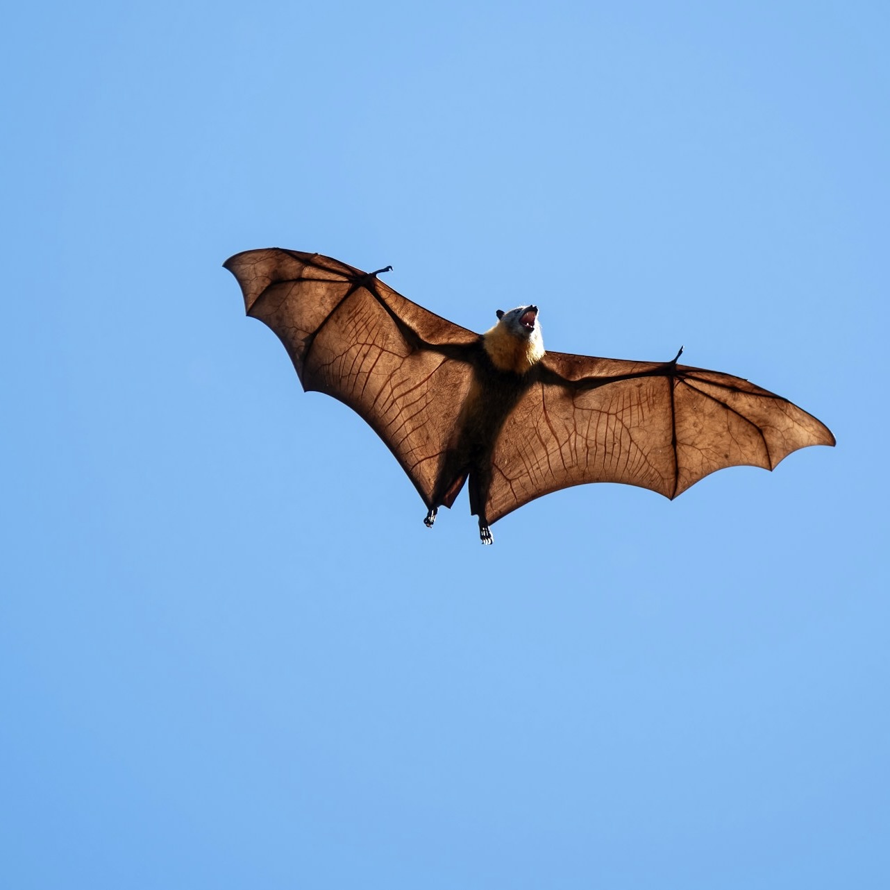 The State of India’s Bats (2024–25) Report
