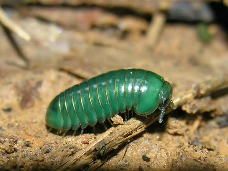 Green pill millipede endemic to Western Ghats