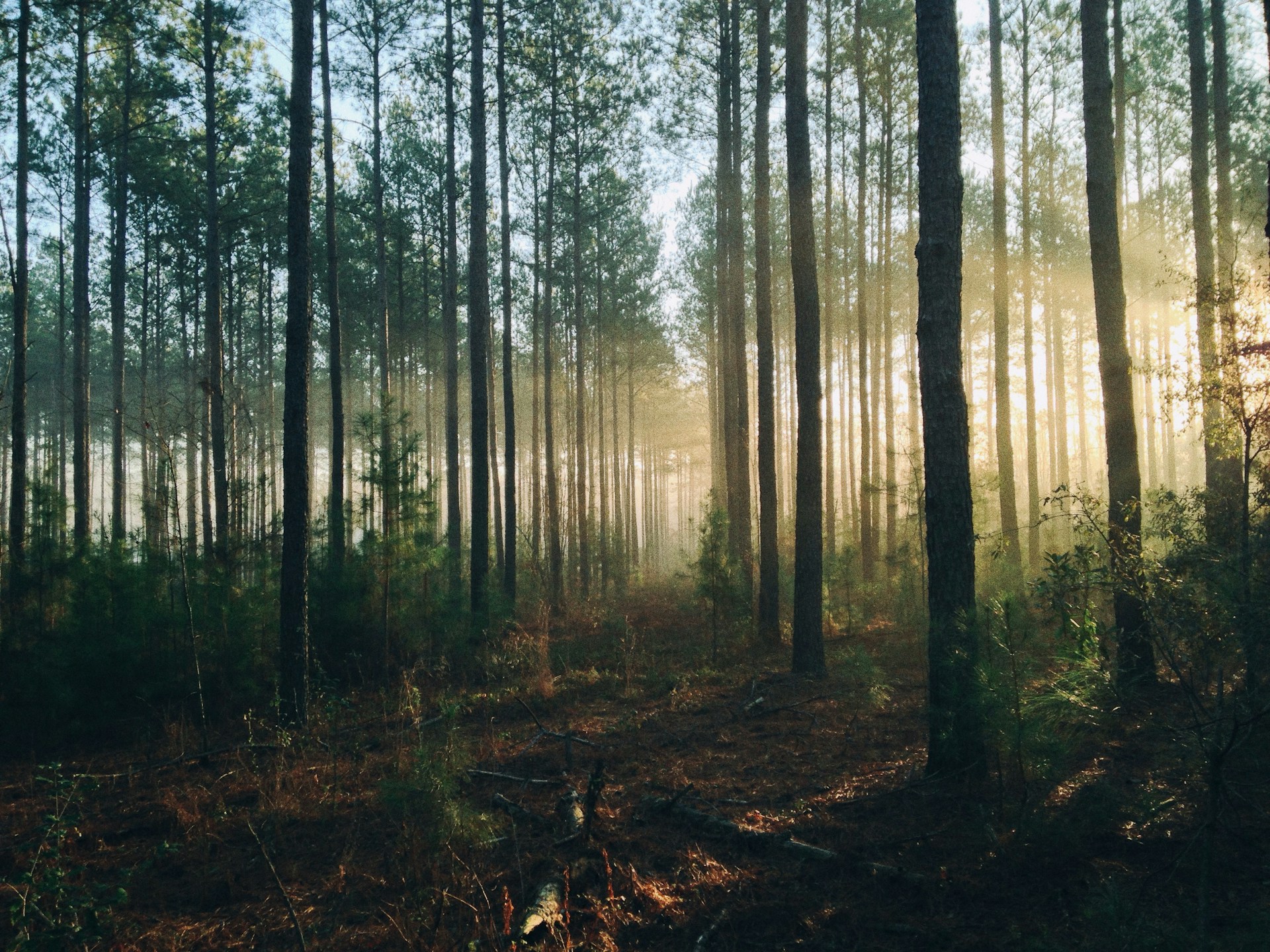 India Forest Carbon Biomass Projected to Rise 35%–97% by 2100