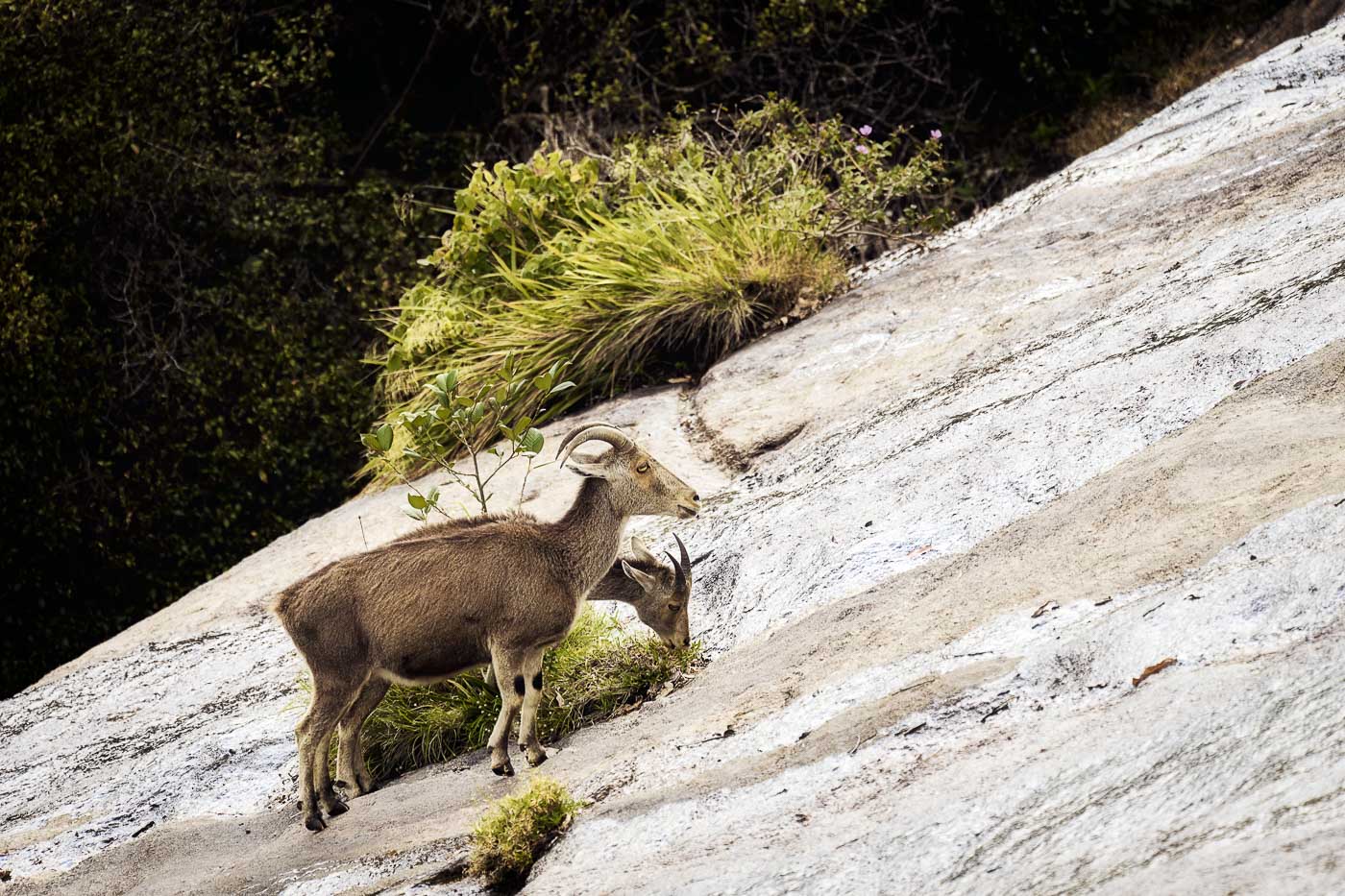 Nilgiri Tahr Conservation Status