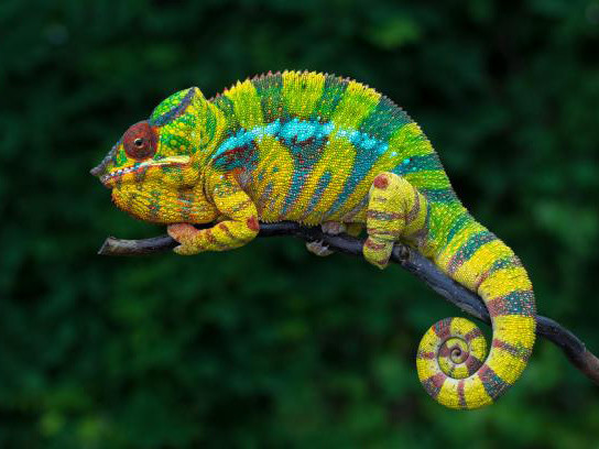 Scientists Discover Four New Nadzikambia Pygmy Chameleon Species