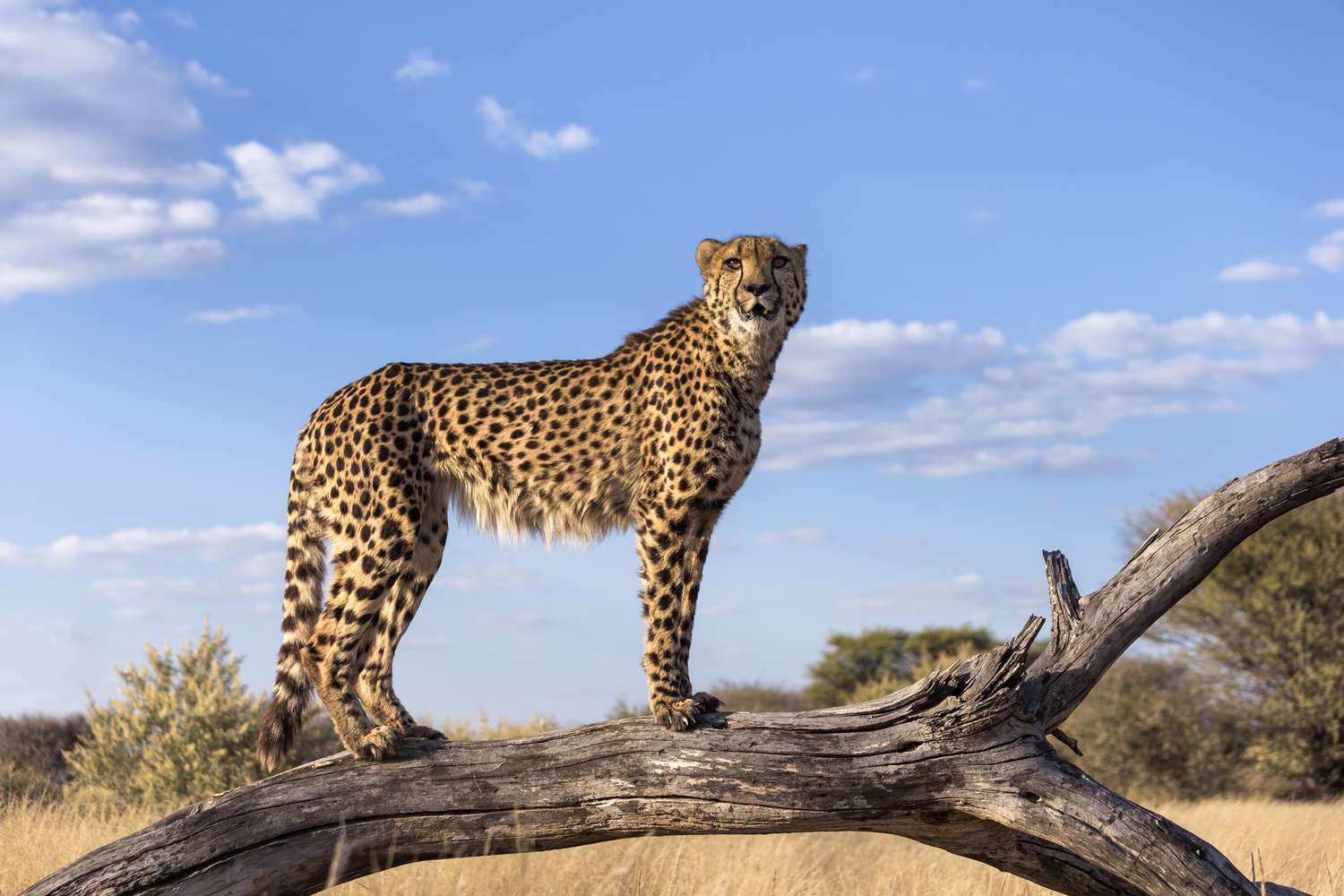 International Big Cat Alliance