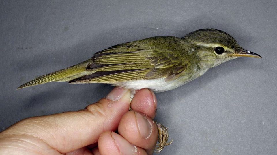 Japan Identifies Tokara Leaf Warbler