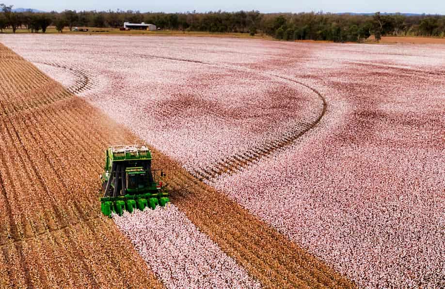 Union Cabinet Approves Cotton Productivity Mission to Strengthen Cotton Value Chain