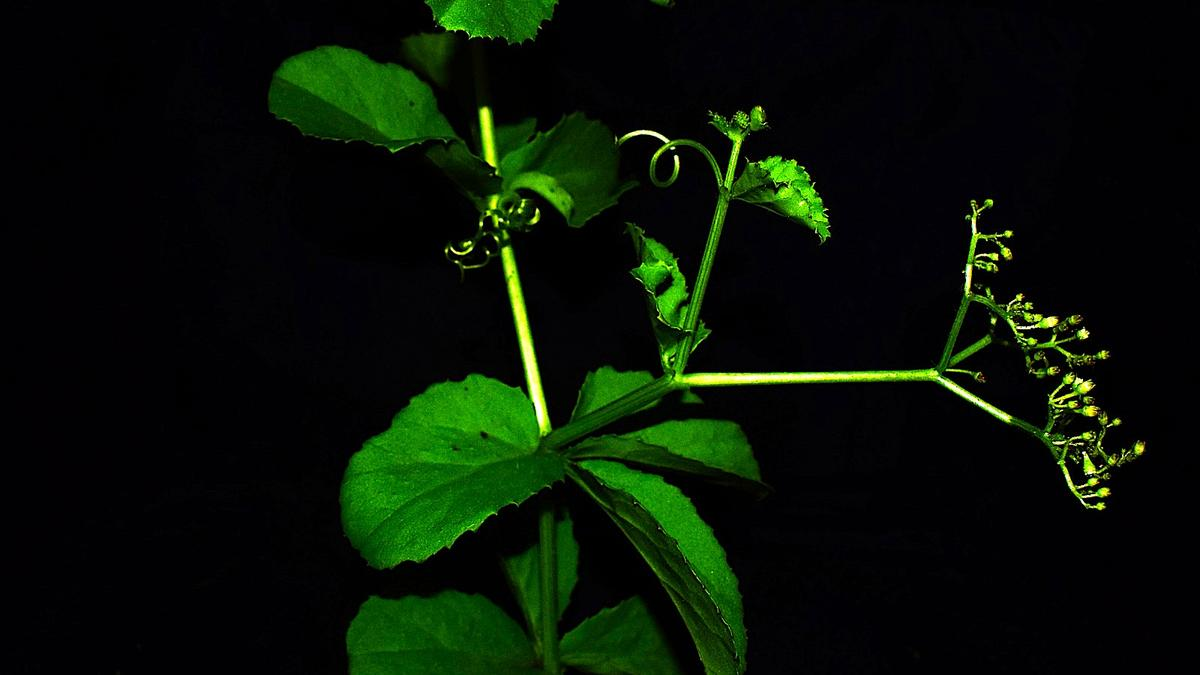 Annamalai University Discovers Cyphostemma annamalaii in Eastern Ghats, Tamil Nadu