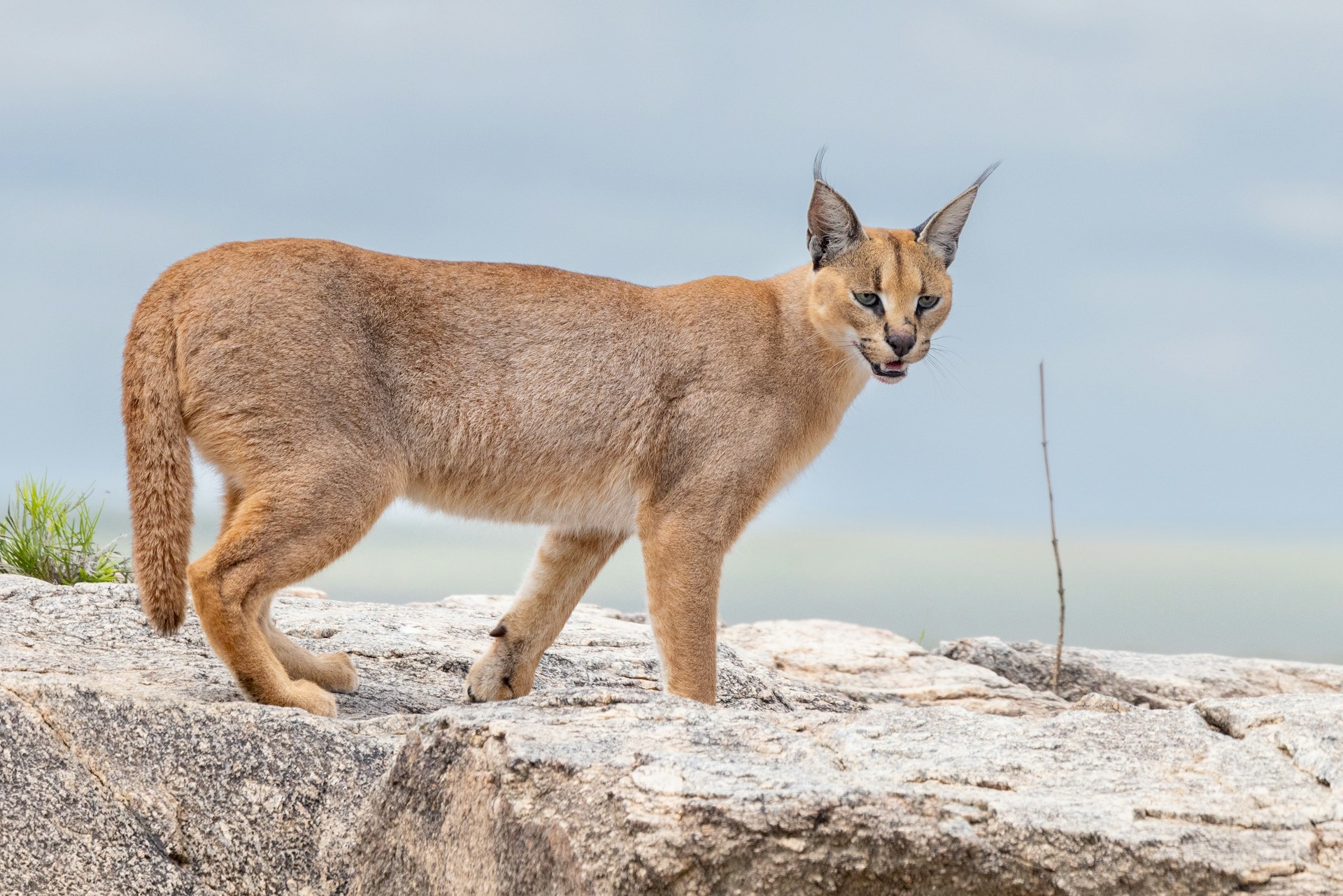 Rare Caracal Sighting Confirmed in Shahgarh