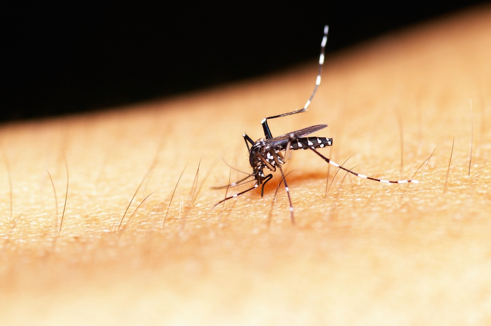 Scientific studies map mosquito attraction cues