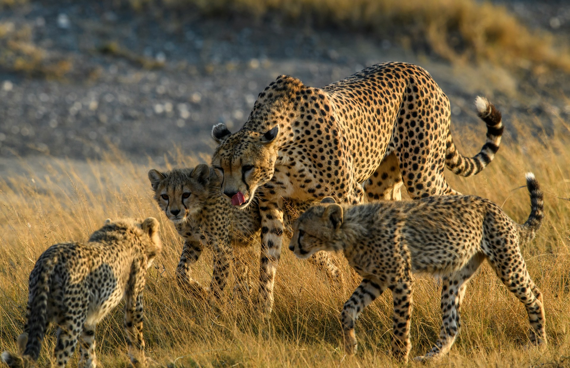 International Big Cat Alliance
