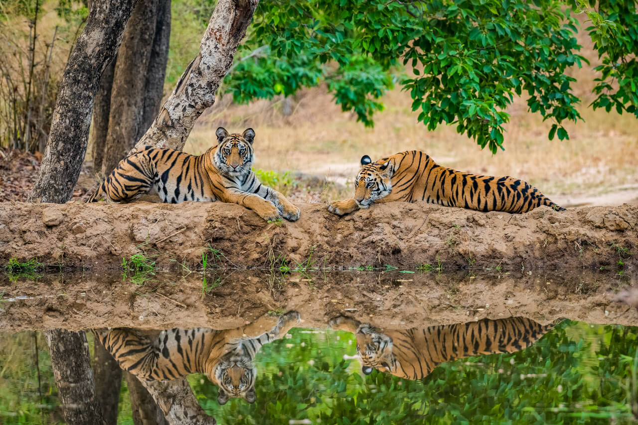 Kanha Tiger Reserve, Madhya Pradesh