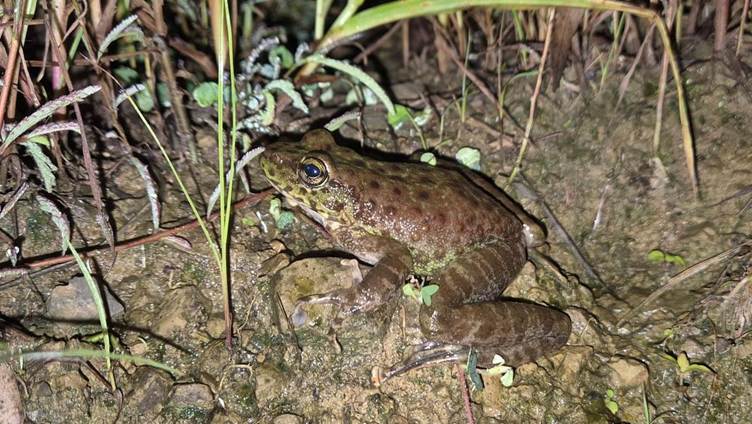 Zoological Survey of India Records New Frog Species