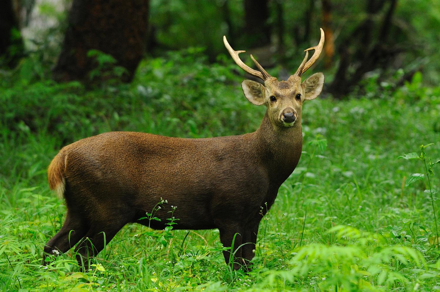 Albino Hog Deer (Axis porcinus) Spotted in Assam’s Kaziranga National Park