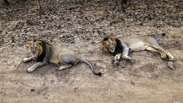 Babesiosis in Lions