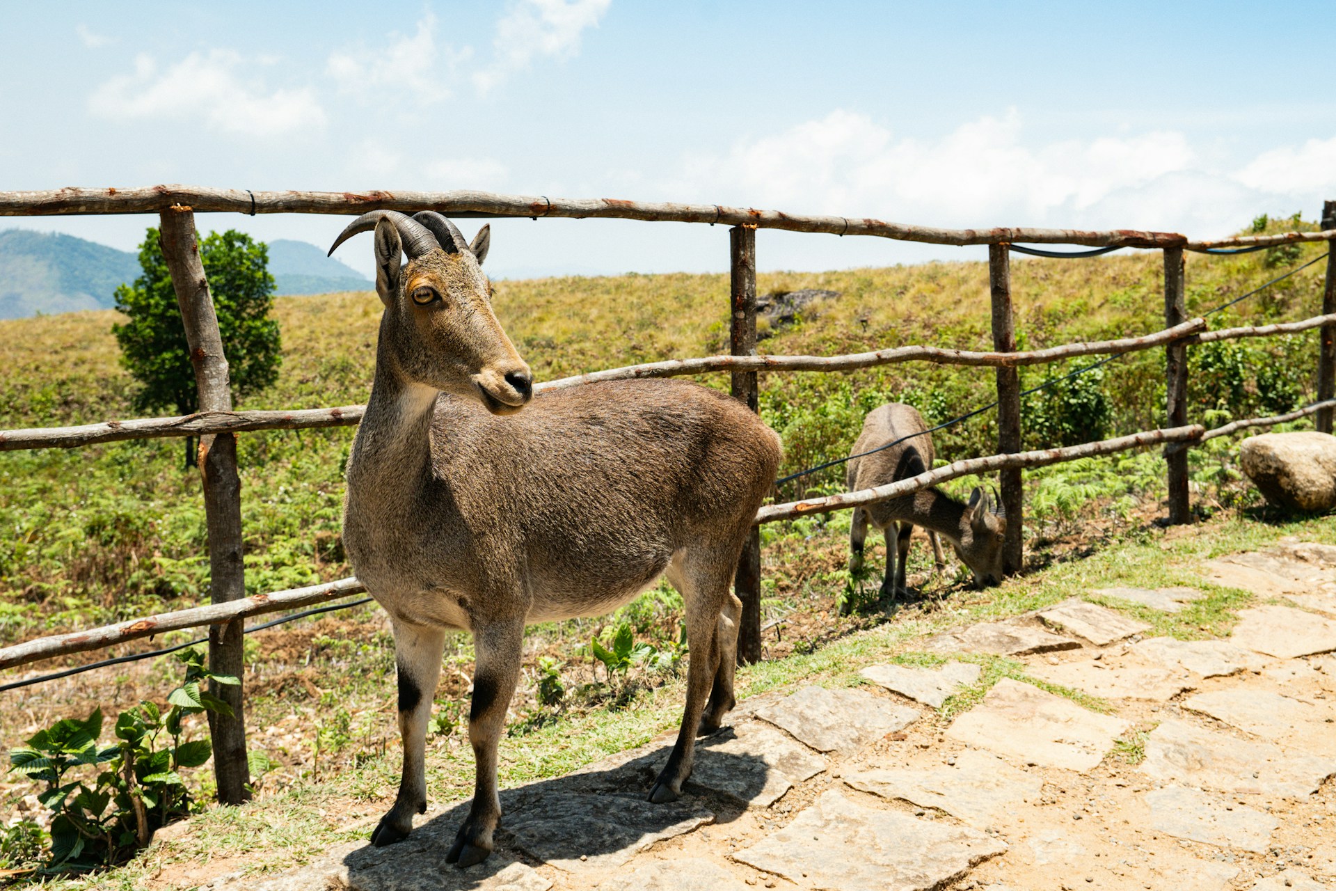 Tamil Nadu Forest Department’s Project Nilgiri Tahr