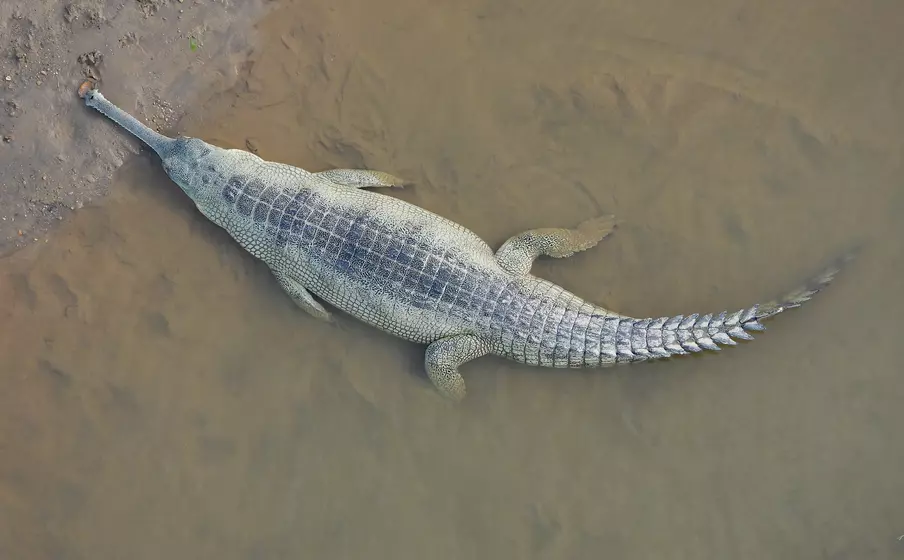 Conservation Status of Gharial