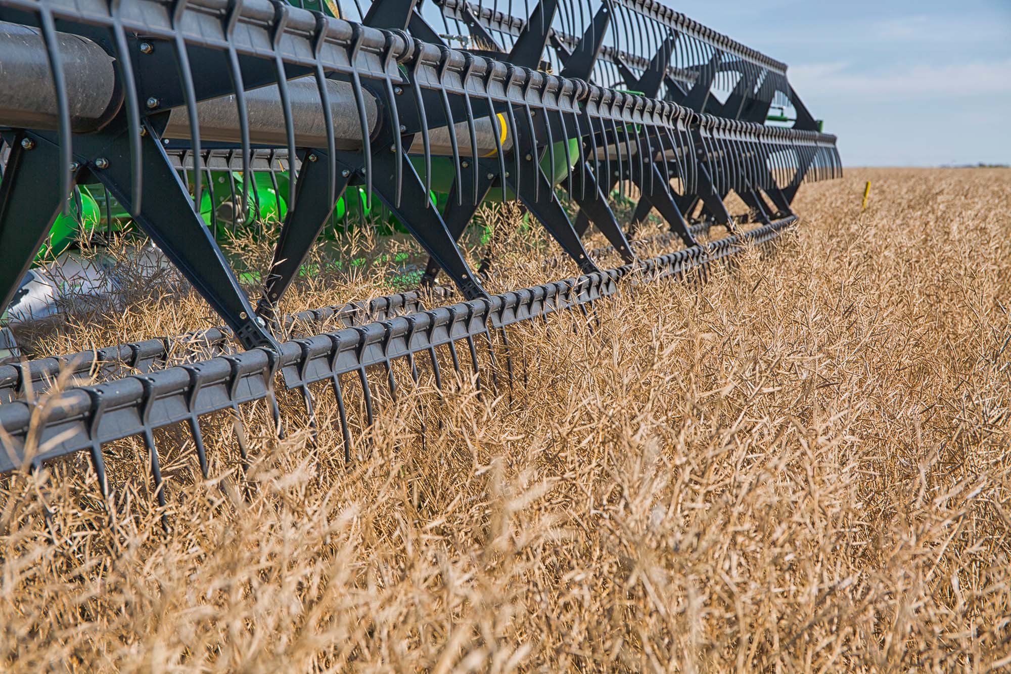 Mutation Breeding Develops Imidazolinone-Resistant Mustard