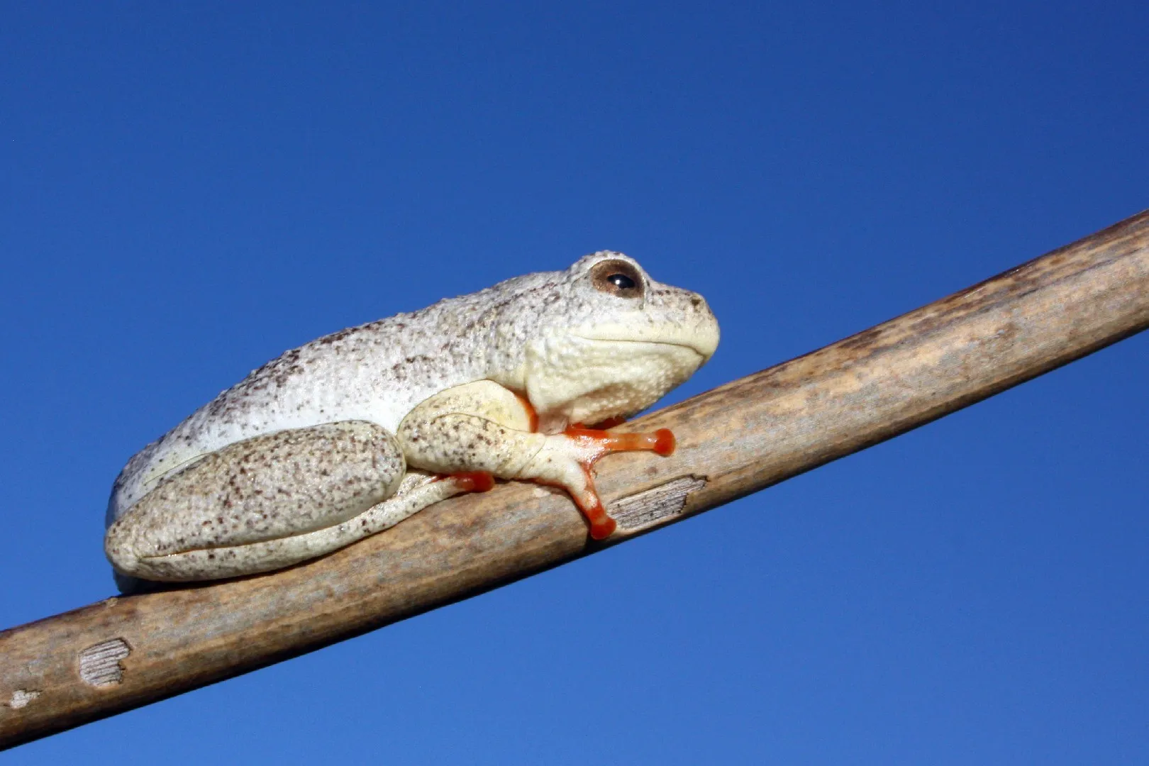 African Grey Foam‑Nest Tree Frog