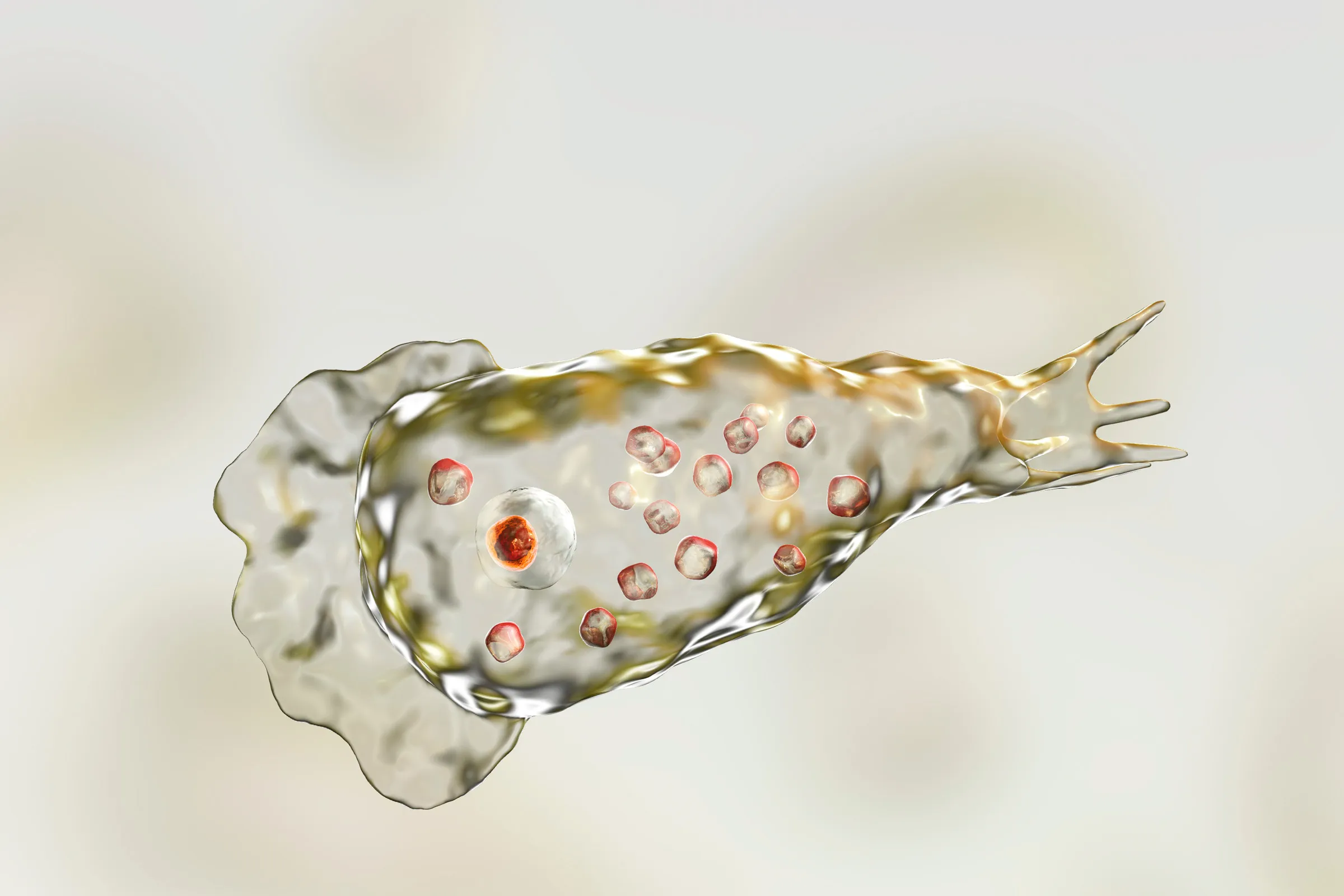 Brain-Eating Amoeba Reports Rise in Kerala