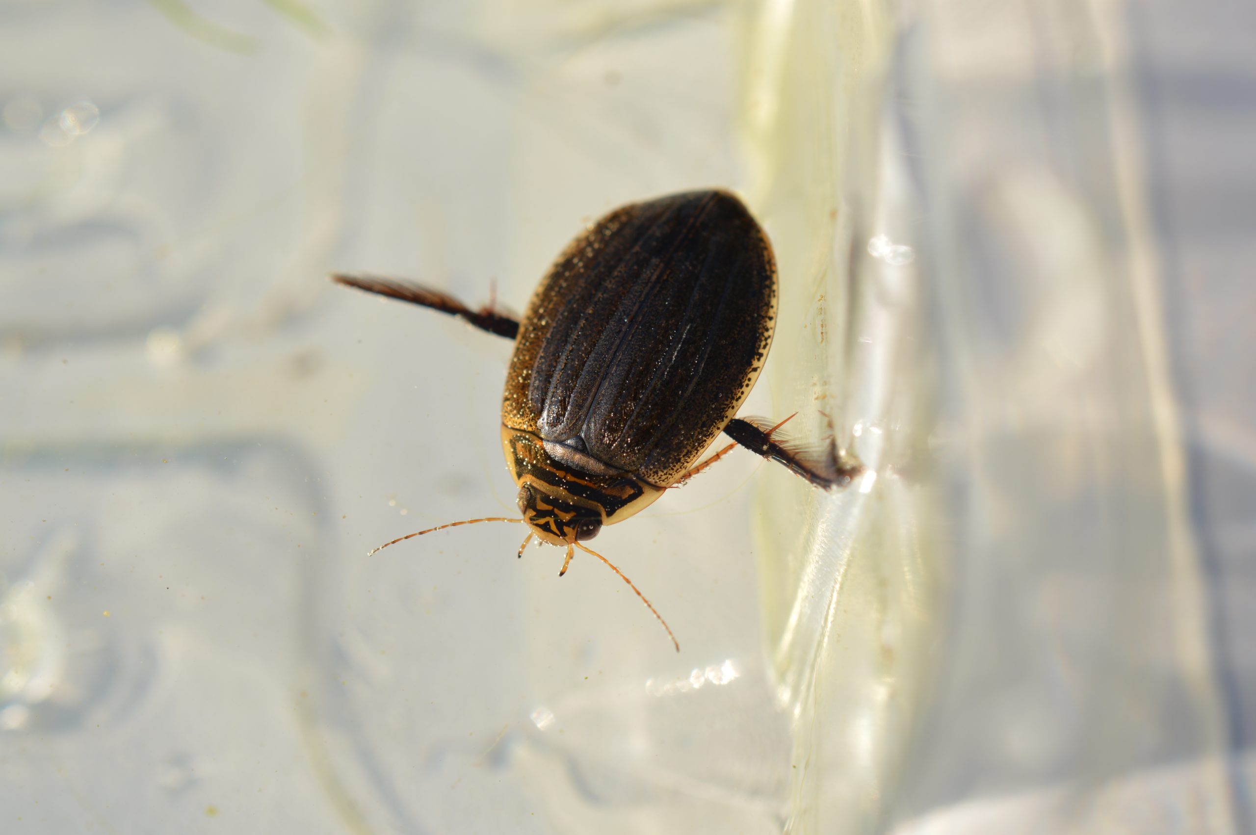 Zoological Survey of India Discovers Three New Amphiops Aquatic Beetles