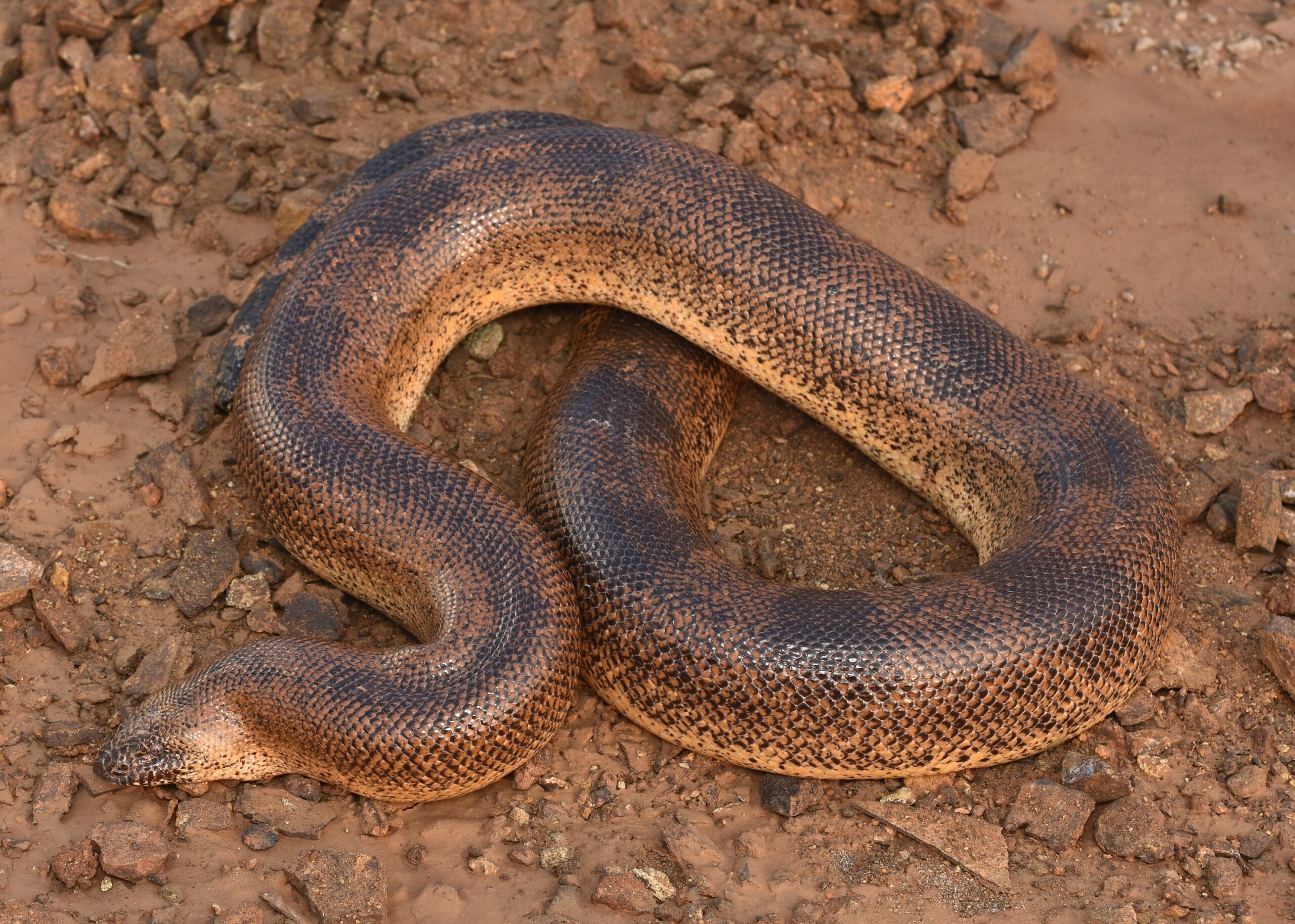Sistan Sand Boa (Eryx sistanensis) Recorded in India for First Time
