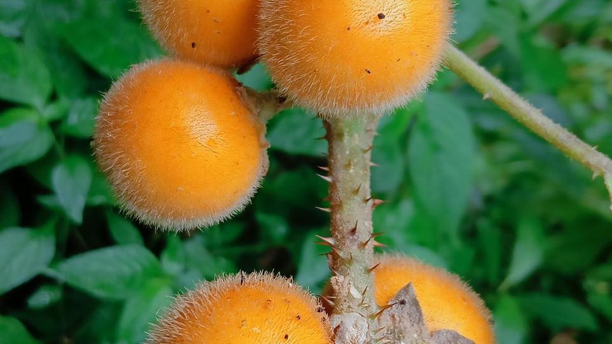 Botanical Survey of India Discovers Solanum pandeyi in Middle Andaman Forests