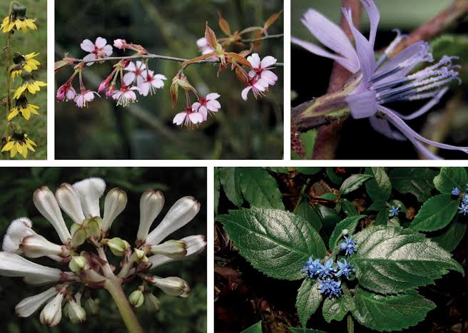 Kerala’s Western Ghats: Five new Impatiens species