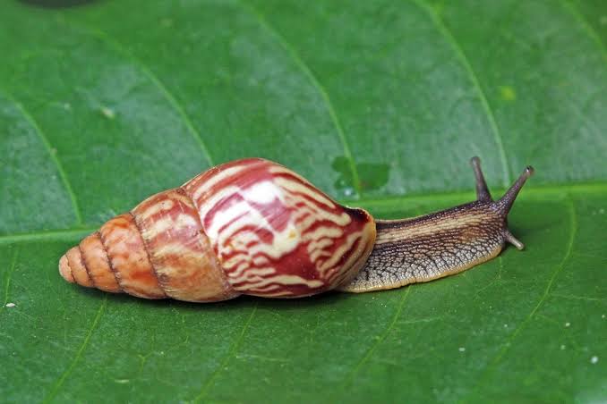 Giant African Snail Spreads in Tirunavaya Panchayat, Kerala