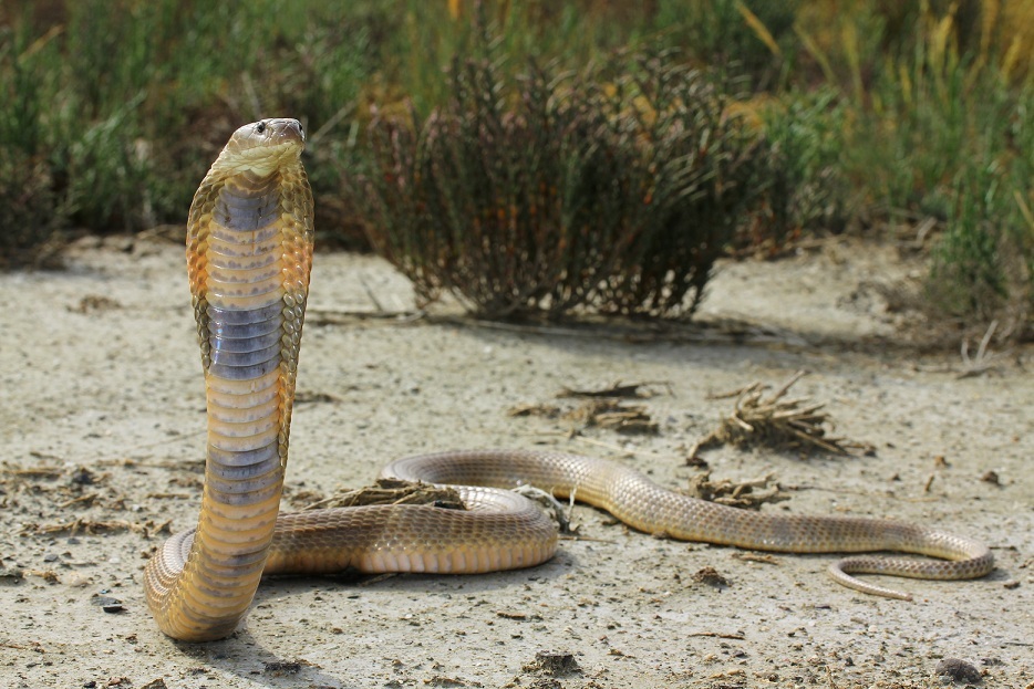 Caspian Cobra (Naja oxiana) Spotted in Chamba Forest Range