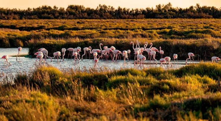 Borjuli Wetland in Assam’s Sonitpur Notified as Biodiversity Heritage Site