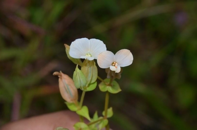 IISER Pune Discovers New Gentianaceae Plant Species