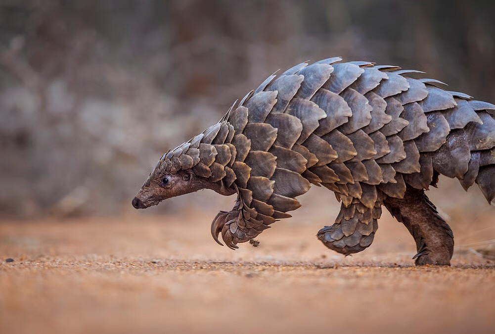 Researchers Revalidate Himalayan Pangolin