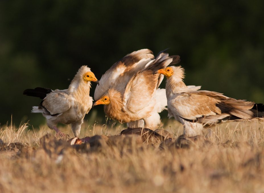 Egyptian Vulture Near Disappearance in Tamil Nadu
