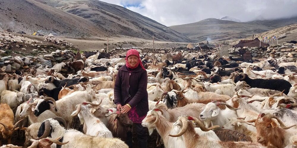 Changpa Community in Ladakh
