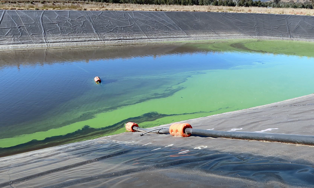 Blue-Green Algae Can Remove Lead from Water