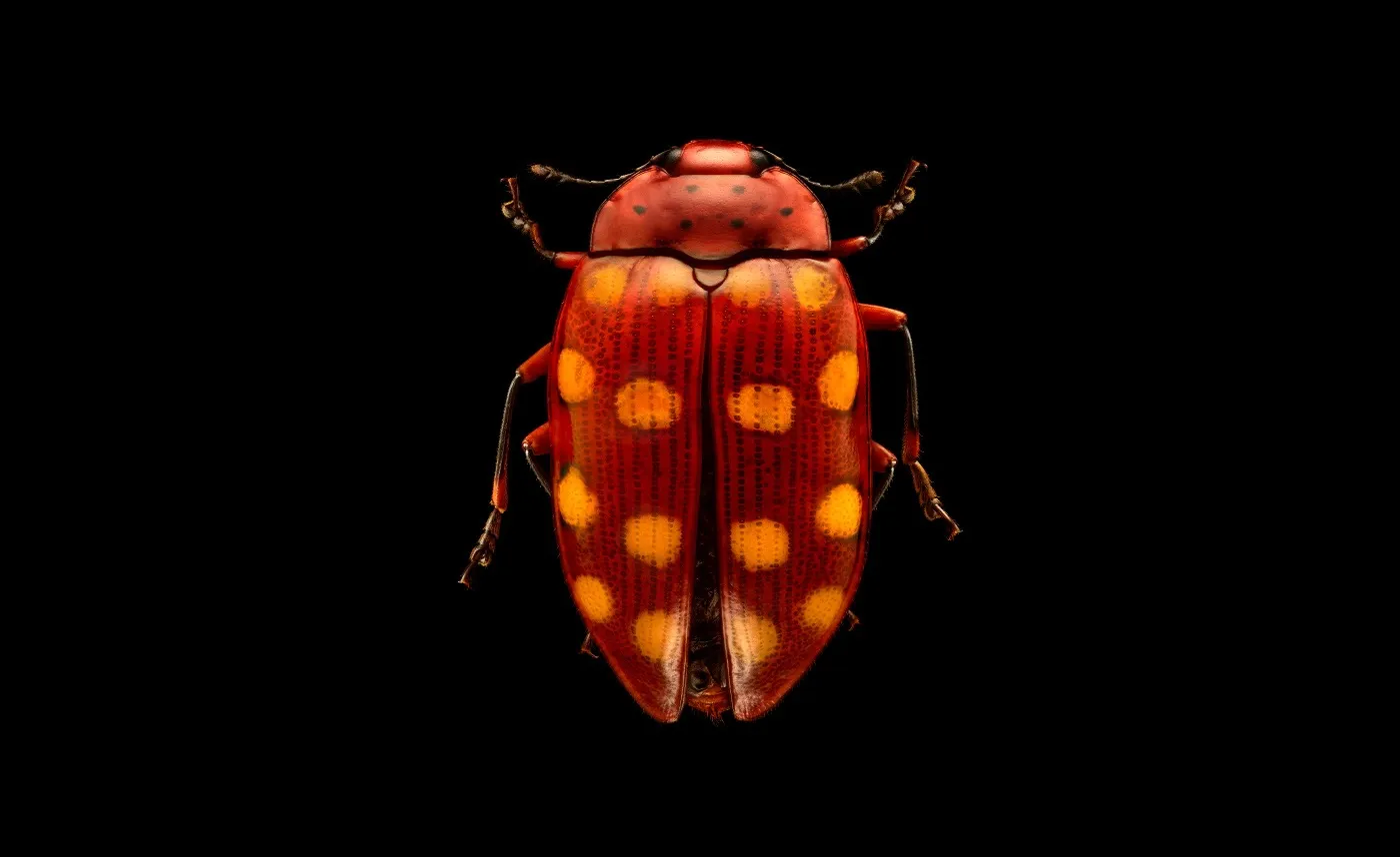 Global Insect Species Using DNA Barcoding