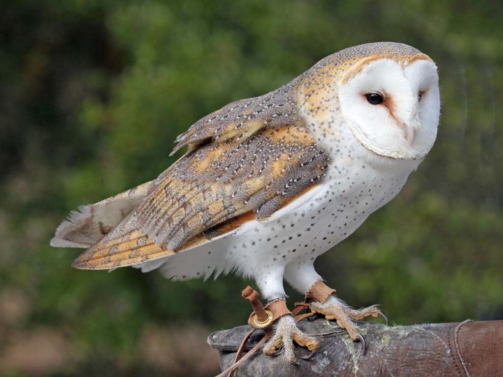 Australian Grass Owl Spotted at Assam
