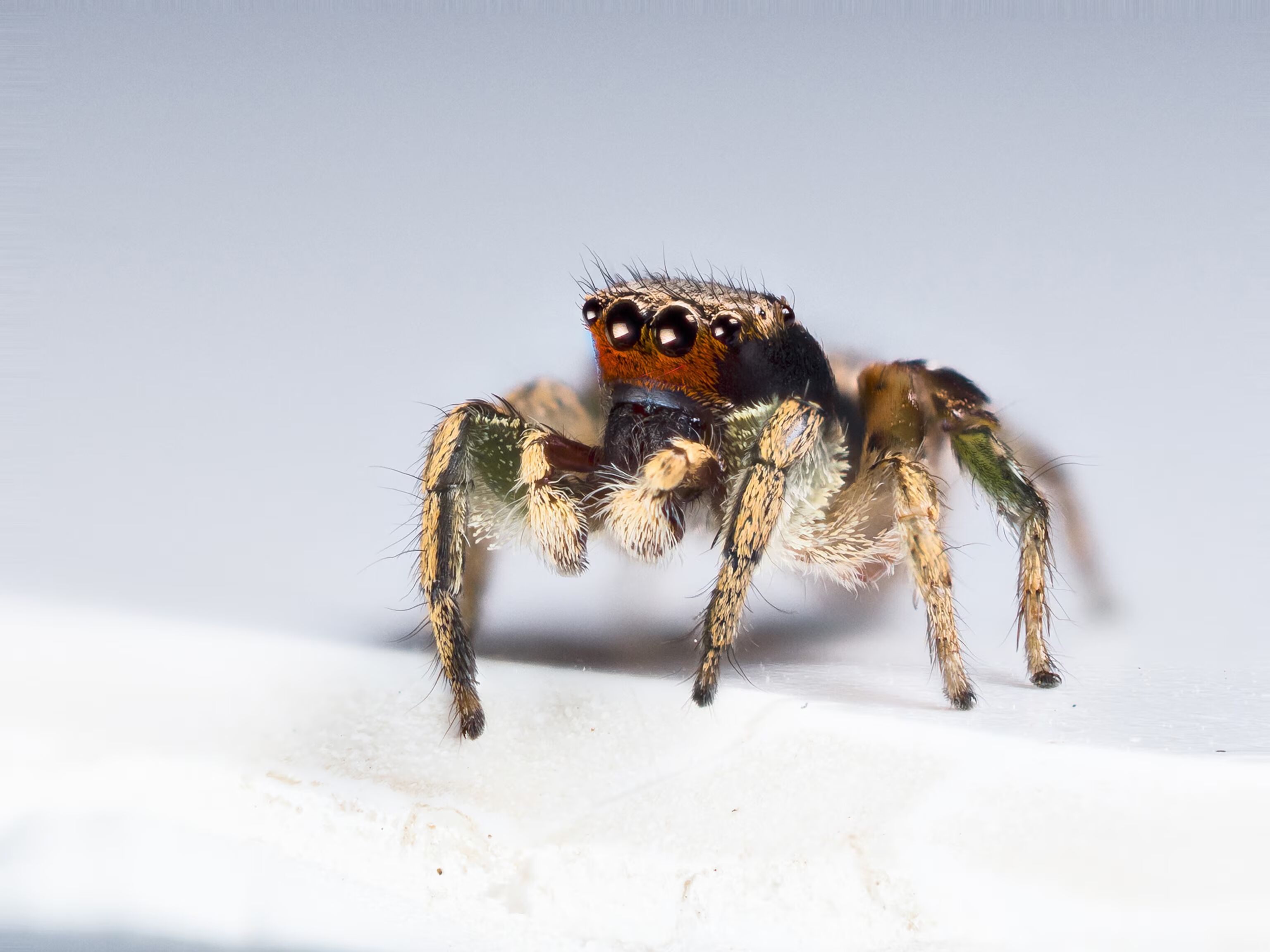 Three new Onomastus jumping spider species found