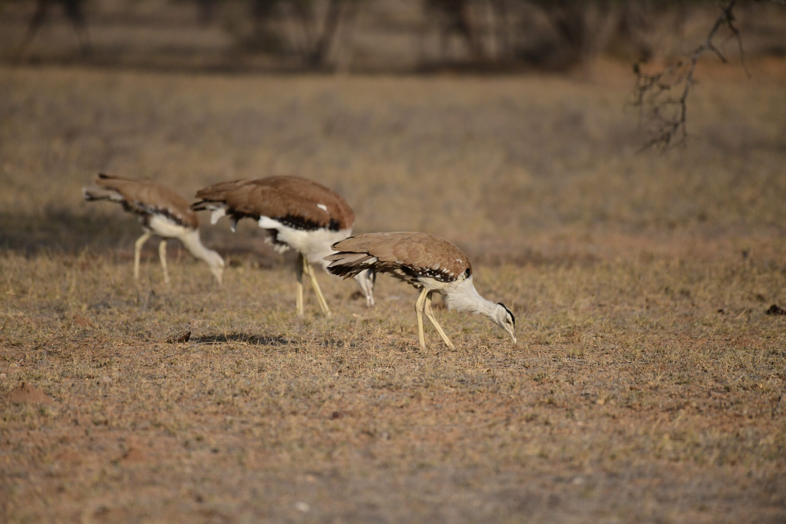 Union Environment Ministry Releases Great Indian Bustard Report