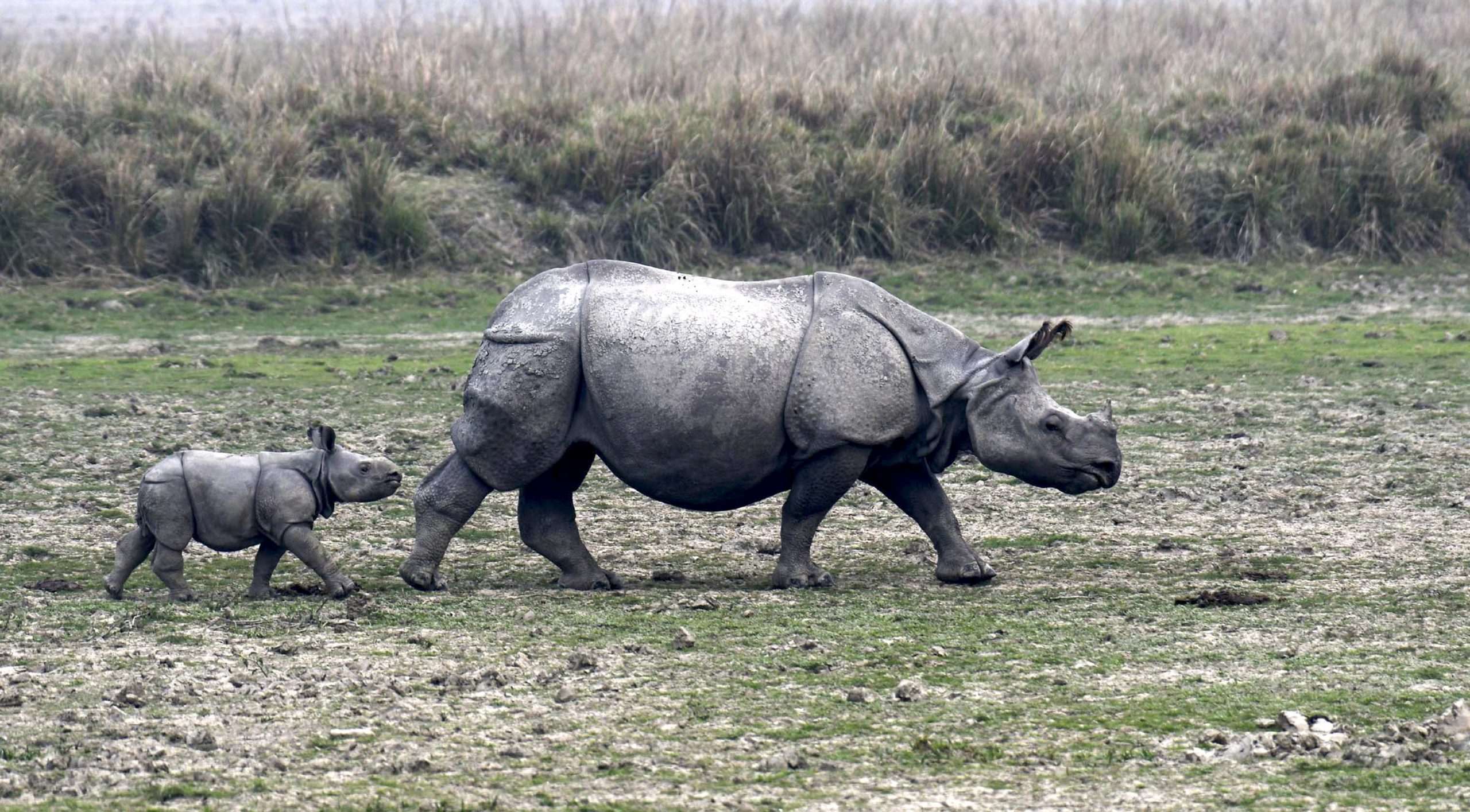 Dudhwa Tiger Reserve Rhino Census 2026