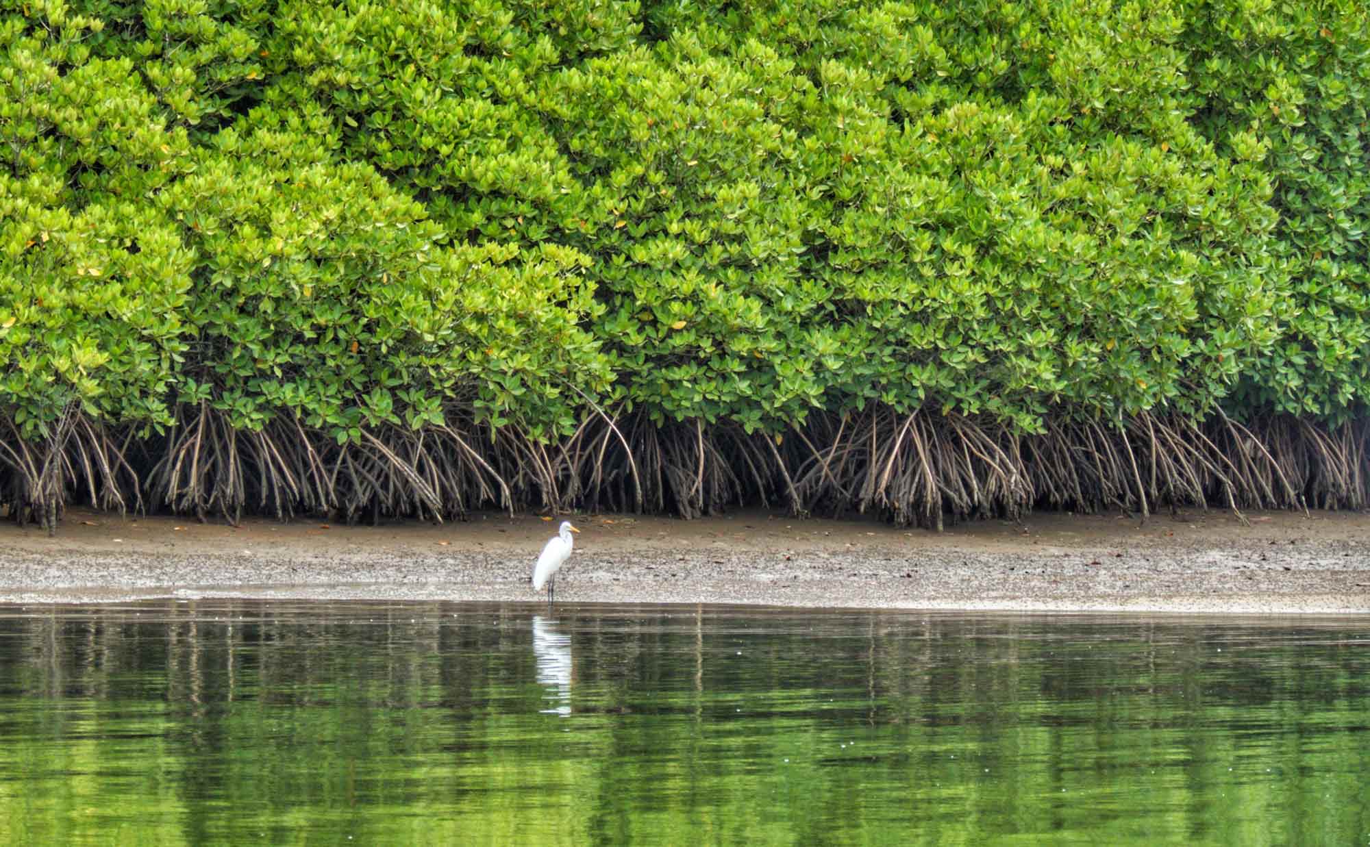 India’s First National Standard for Mangrove Ecosystem Restoration