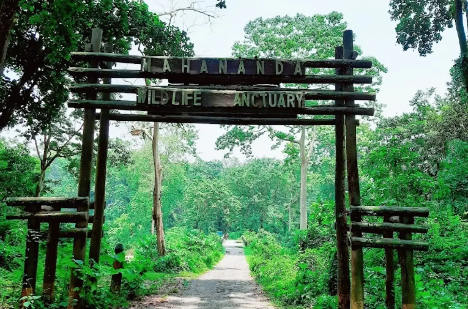 Mahananda Wildlife Sanctuary, Darjeeling