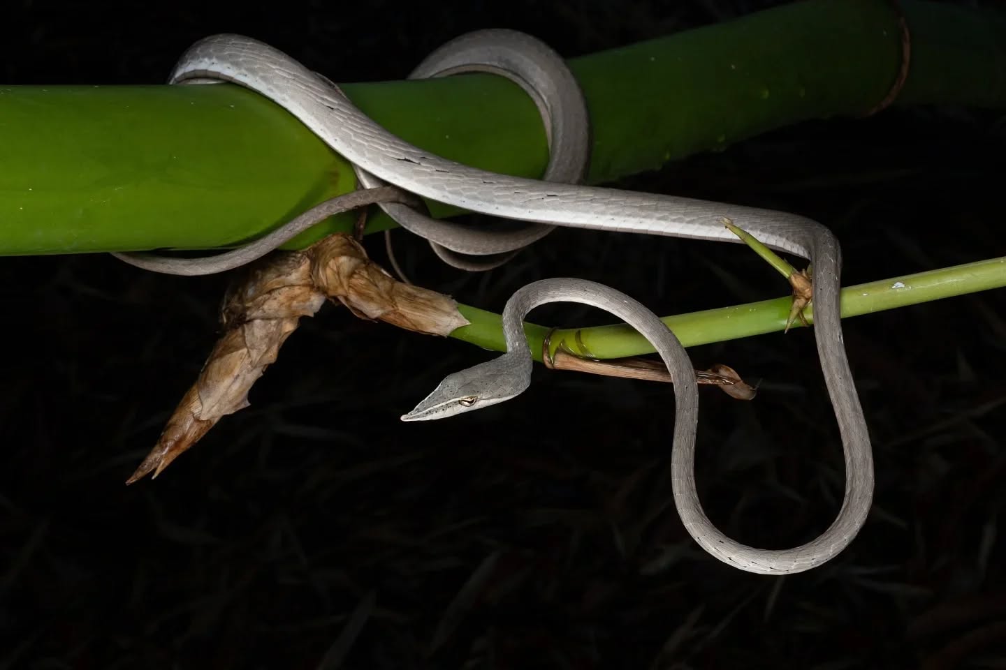 Laudankia Vine Snake Sighted in Udaipur After 30 Years