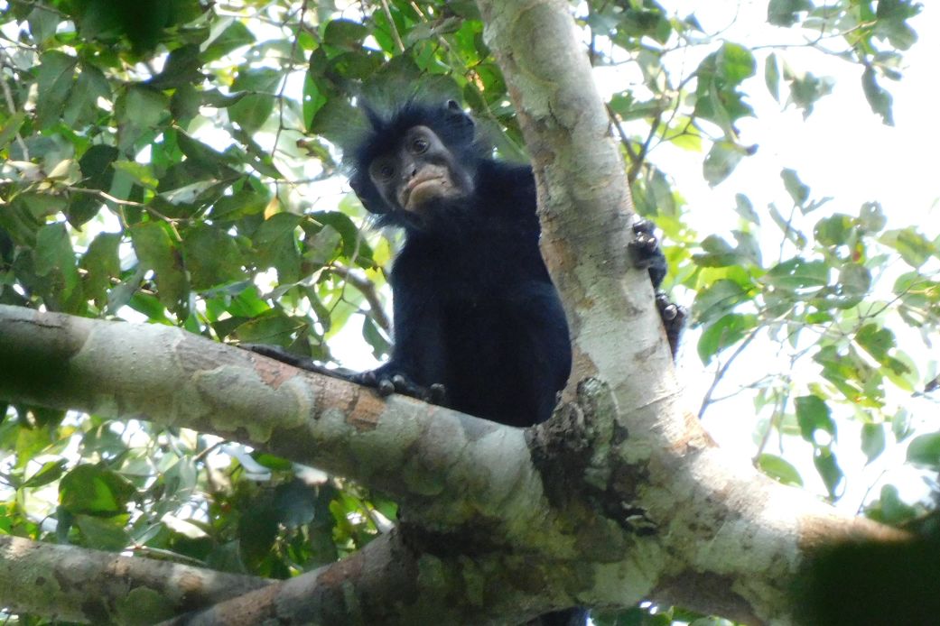 Scientists Identify Likweli Monkey Species