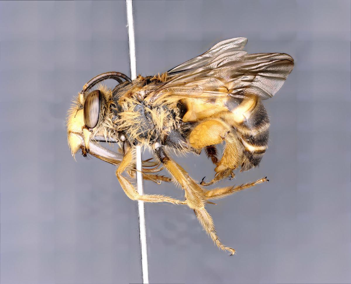Two New Solitary Bee Species discovered in Arunachal’s Siang Valley