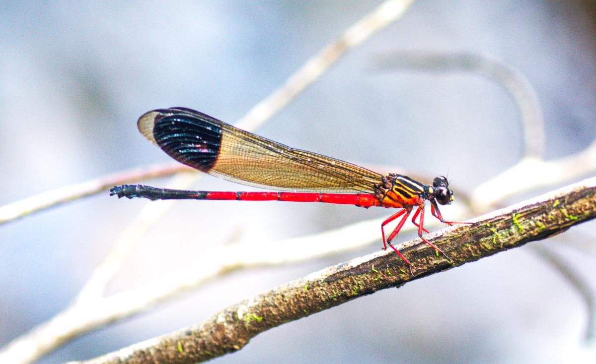 New Spreadwing Damselfly Lestes paloti Discovered in Kerala’s Western Ghats